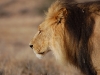 Kalahari lion