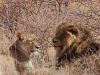 Pair of lions