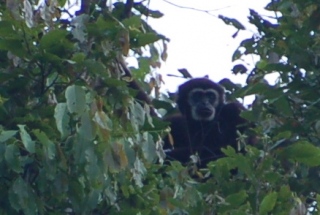 Sing: oo, oo, oo, the funky gibbon