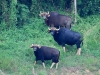 Gaur family