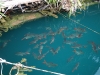 Fishes