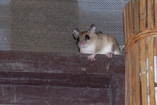The manic mouse that mauled Maureen, malevolently mocking me