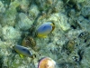 Colourful fishies