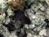 Moray eel