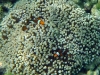 Clownfish