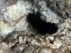 Sea cucumber