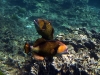 Fighting fish