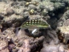 Checkered snapper