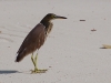 Pond heron