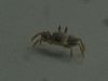 Ghost crab