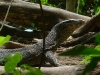 Monitor lizard