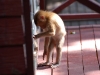Macaque