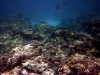Coral reef