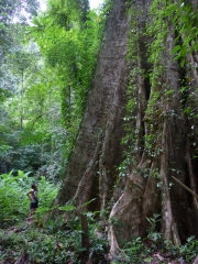 This is part of the big tree, with a tiny Maureen for scale. It was so large it wouldn't fit in the frame