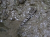 Mud skipper