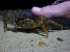 Crabby