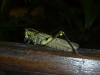 Long John Cricket