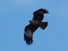 Eagle or something