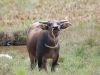 Buffamoo