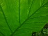 Big leaf