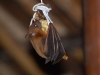 Batnana