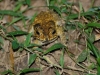 Terrorist toad