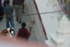 Wildlife watching in the city - wildlife watching us!