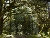 Mossy woods