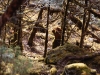 Red panda - not