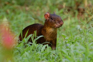 A startled agouti in the lush Jardins de Mandor