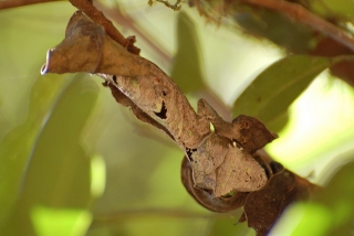 Leaf gecko
