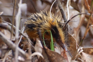 This is a tenrec