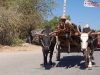 Zebu cart