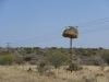 Sociable weaver nest