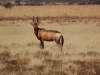 Red Haartebeest