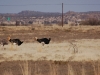 Ostriches