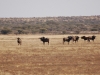 Black wildebeest
