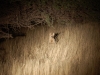 Aardwolf