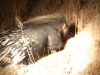 Porcupines