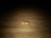 Aardvark