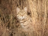 Small spotted cat