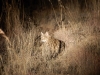 Small-spotted cat markings