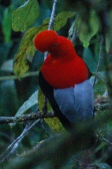 The Cock-of-the-Rock, you get a prize for guessing which way it is facing