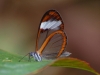 Which draws forth an artist\'s palette and an inventor\'s workshop of insects and other bugs