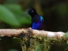 What the verdant plant-life and rich insect-life really bring forth in profusion are birds