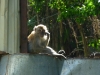 Thinker