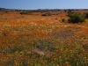 Namaqua's spring display