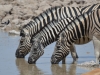 Burchells zebra
