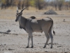 Eland
