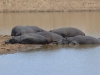 Hippopotamus